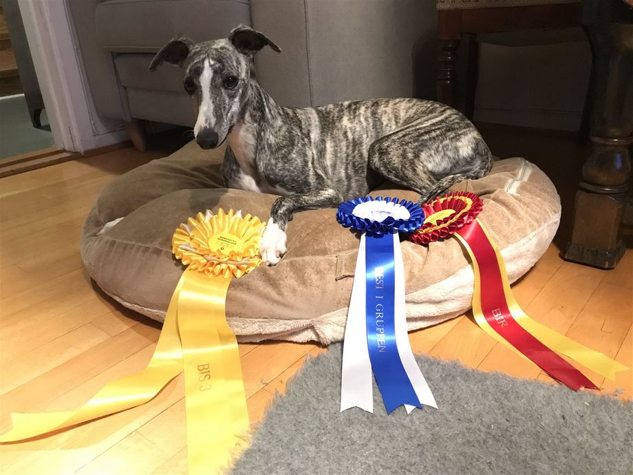 Mynte Best in Show 3!! 
Foto: Privat 